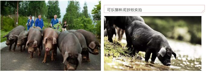 恒峰g22(国际)官网入口-天天有惊喜